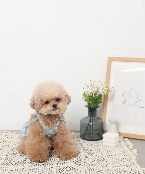 moncheri（モンシェリ）の「冷感花柄ぽこぽこキャミワンピース【接触冷感・簡単着脱】（ペットウェア・レディース・グリーン/アイボリー・S/M/L/XL/XS）」の9枚目の写真