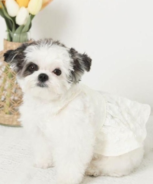 moncheri（モンシェリ）の「冷感花柄ぽこぽこキャミワンピース【接触冷感・簡単着脱】（ペットウェア・レディース・グリーン/アイボリー・S/M/L/XL/XS）」の20枚目の写真