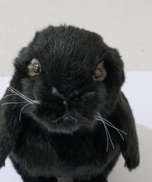 BONbazaar | 【HANSA/ハンサ】ホーランドロップ(おもちゃ)