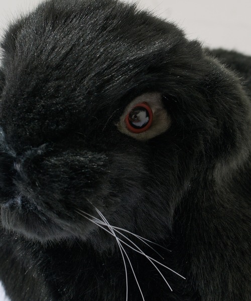 BONbazaar(ボンバザール)の「【HANSA/ハンサ】ホーランドロップ(おもちゃ・レディース・その他・ONE SIZE)」の8枚目の写真