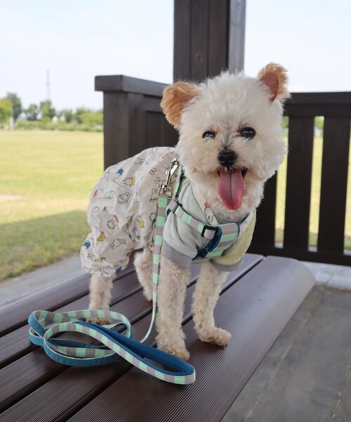 SAHIR サヒール】PET HARNESS ペットハーネス（リード/ハーネス