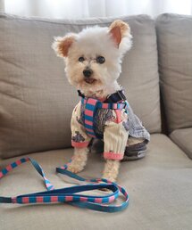 BIRTHDAY BAR(o[XfCo[)́ySAHIR Tq[zPET HARNESS([h/n[lX/)