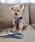 SAHIR�i�T�q�[���j�́u�ySAHIR �T�q�[���zPET HARNESS�i���[�h/�n�[�l�X/��ցj�v�b�s���N