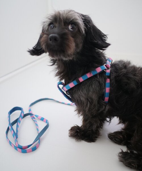 SAHIR（サヒール）の「【SAHIR サヒール】PET HARNESS（リード