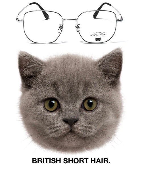 ブリティッシュショートヘア【The Black Cat】（サングラス）｜Heart