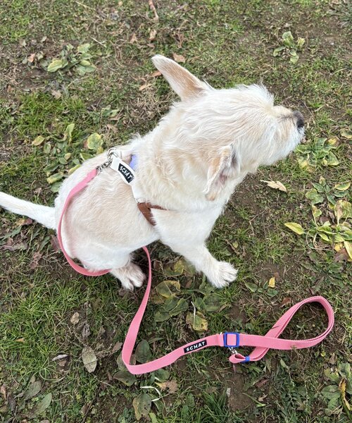 【SCHAT スハット】SWITTING COLOR LEASH-LONG（リード/ハーネス/首輪）｜BIRTHDAY BAR（バースデイバー）