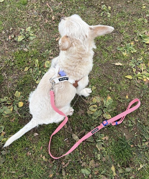 【SCHAT スハット】SWITTING COLOR LEASH-LONG（リード/ハーネス/首輪）｜BIRTHDAY BAR（バースデイバー）