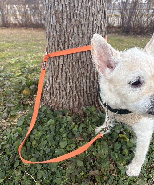 【SCHAT スハット】SWITTING COLOR LEASH-LONG（リード/ハーネス/首輪）｜BIRTHDAY BAR（バースデイバー）