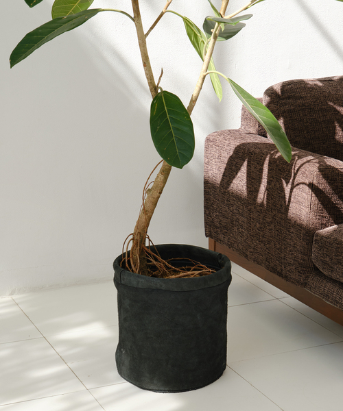 アガベ ハデス JOURNAL STANDARD FURNITURE 黒鉢付き アガベ ハデス JOURNAL STANDARD FURNITURE 黒鉢付き - メルカリ