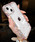 SILVER BULLETiVo[obgj́uwSBLTRxiPhone12 iPhone13 iPhone14 iPhone15 Pro/Pro Max/Plus LLfUC CXg[ iphoneP[X X}zJo[iX}zP[X/Jo[jvbNA