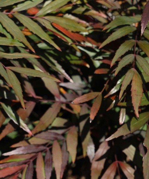 CAMP7（キャンプセブン）の「【CAMP7】ネックポーチ（ショルダーバッグ・メンズ・ブラック/カーキブラウン/ベージュ・ONE SIZE）」の16枚目の写真