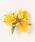 Maunaloa�i�}�E�i���A�j�́u�yMaunaloa�z�m�w�A�I�[�L�b�h�N���b�v�i�o���b�^/�w�A�N���b�v�j�v�b�C�G���[