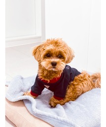 Guess（ゲス）の「DOG STAR TRIANGLE TEE SHIRT ペットウェア（ペットウェア）」