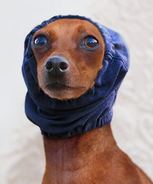 一緒にお散歩 犬 ワンちゃん に該当するレディースファッション通販 Zozotown