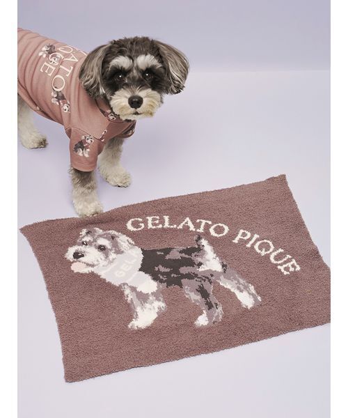 新品　ジェラートピケ　スリープ　DOG柄　ブランケット　毛布　マルチーズ CAT&DOG】マルチーズ柄ブランケット（その他ペットグッズ）｜gelato