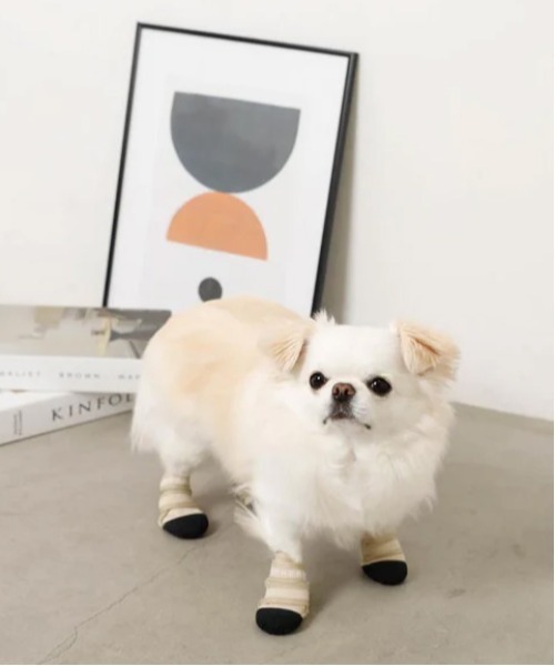 moncheri（モンシェリ）の「[ moncheri  モンシェリ ] ネオプレンペットシューズ / 犬 犬用 靴 シューズ ペット用品（その他ペットグッズ・レディース・ベージュ・S/M/L）」の16枚目の写真