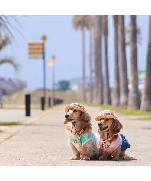 tone（トーン）の「【shop ann】犬用麦わら帽子　サングラス犬用/犬帽子/犬の帽子(SU)（その他ペットグッズ・レディース・ピンク/ブルー・SMALL/X-SMALL/MEDIUM）」の8枚目の写真