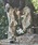 Casper John�i�L���X�p�[�W�����j�́uTree camo paleo tuck pants/�c���[�J���p���I�^�b�N�p���c�i���̑��p���c�j�v�b�x�[�W��