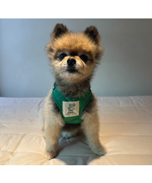 HEYJUD（ヘイジュード）の「プレッピー ドッグ ハーネス 小型犬 プレッピー ドッグ ハーネス セット (ソウルグリーン)（リード/ハーネス/首輪）」