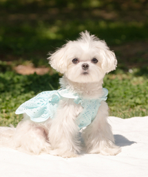 MY LITTLE DOG（マイ リトル ドッグ）の「Tinkerbell Punching Mini One Piece - Blue（ペットウェア）」