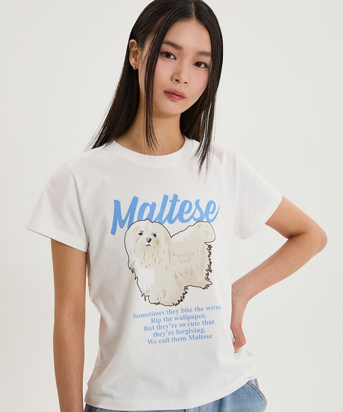 WaiKei(ワイケイ)の「【UNISEX】Wai Kei/マルチーズイラストT(Tシャツ/カットソー・メンズ・ネイビー/ライトブルー/ホワイト・SMALL/LARGE/MEDIUM)」の8枚目の写真