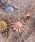 IRIEBEACH�i�A�C���[�r�[�`�j�́usunflower necklace/�y�n���C�A���W���G���[�z�y�T�[�W�J���X�e�����X�z�y�����A�����M�[�Ή��z�yIRIEBEACH / �A�C���[�r�[�`�z�����ςȂ�OK�i�l�b�N���X�j�v�b�s���N