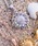 IRIEBEACH�i�A�C���[�r�[�`�j�́usunflower necklace/�y�n���C�A���W���G���[�z�y�T�[�W�J���X�e�����X�z�y�����A�����M�[�Ή��z�yIRIEBEACH / �A�C���[�r�[�`�z�����ςȂ�OK�i�l�b�N���X�j�v�b�V���o�[