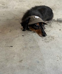 PUFF（パフ）の「PET CAP M（ペットウェア）」