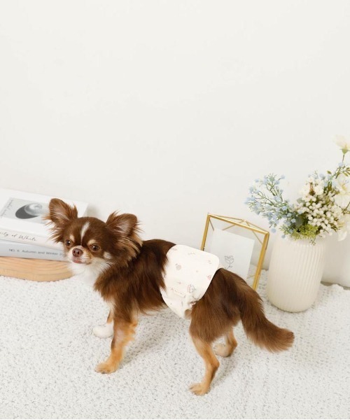 ペット✩犬✩マナーベルトオーダー用 サンプル（確認用）チワワ