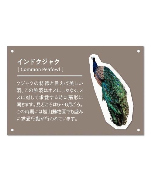 mensha!(メンシャ)の「【旭山動物園コラボ】mensha! インドクジャク柄のガーゼスカート〈ブラック×グリーン〉(スカート・レディース・ブラック×グリーン・M/L/LL/3L)」の9枚目の写真