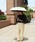 WaterfrontiEH[^[tgj́uZENTENKOU  55cm oCJ[@SVi܂肽ݎPjvbO[