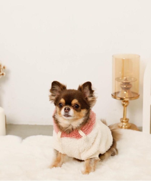 moncheri(モンシェリ)の「フルーツフードボアパーカー(ペットウェア・レディース・オレンジ/ピンク・S/L/XL/M/2M/XS)」の16枚目の写真