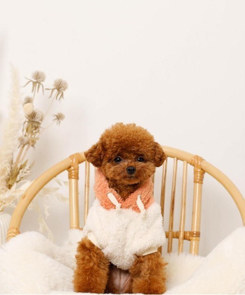 moncheri(モンシェリ)の「フルーツフードボアパーカー(ペットウェア・レディース・オレンジ/ピンク・S/L/XL/M/2M/XS)」の15枚目の写真