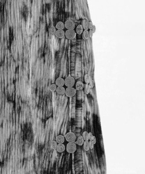 Candy Stripper（キャンディストリッパー）の「TIE DYE CHINA パンツ（その他パンツ・レディース・ブルー/グレー/ブラック・2）」の20枚目の写真