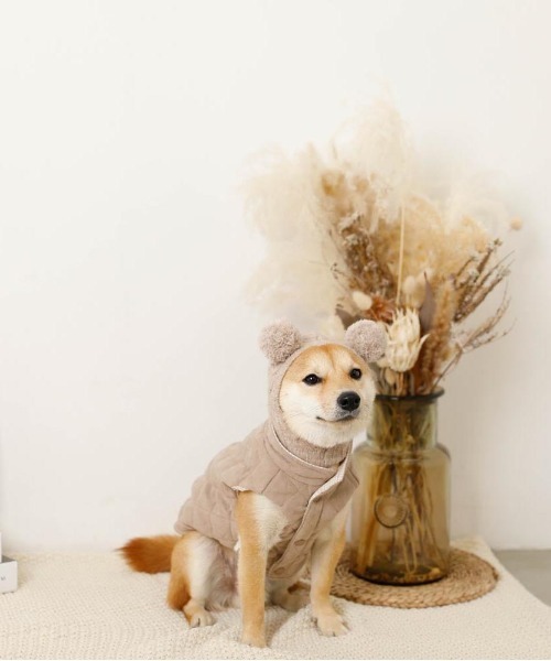 moncheri(モンシェリ)の「くま耳ポンポンケーブルニット帽 / 犬服 / ドッグウェア(その他ペットグッズ・レディース・ベージュ/アイボリー・M/S)」の8枚目の写真