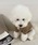 Dalfwin�i�_�[���t�B���j�́u�y�b�g�E�F�A �w�����[�l�b�N���b�t�����n�g�b�v�X�i�y�b�g�E�F�A�j�v�b�u���E��