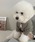 Dalfwin�i�_�[���t�B���j�́u�y�b�g�E�F�A �w�����[�l�b�N���b�t�����n�g�b�v�X�i�y�b�g�E�F�A�j�v�b�O���[��