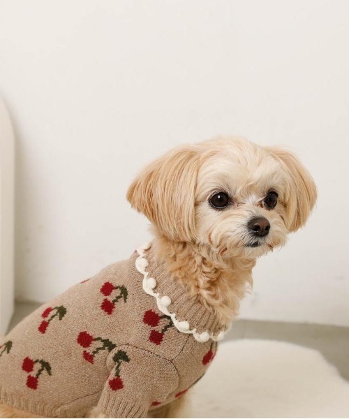 セール】フリル襟チェリーニットトップス / 犬服 / ドッグウェア