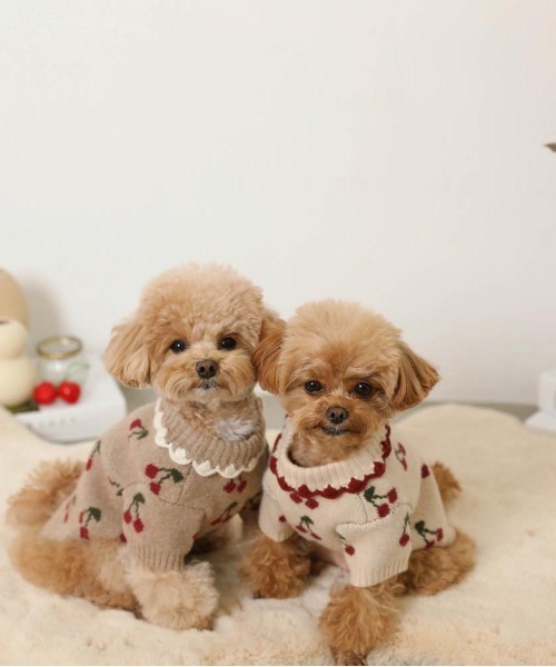 フリル襟チェリーニットトップス / 犬服 / ドッグウェア（ペットウェア