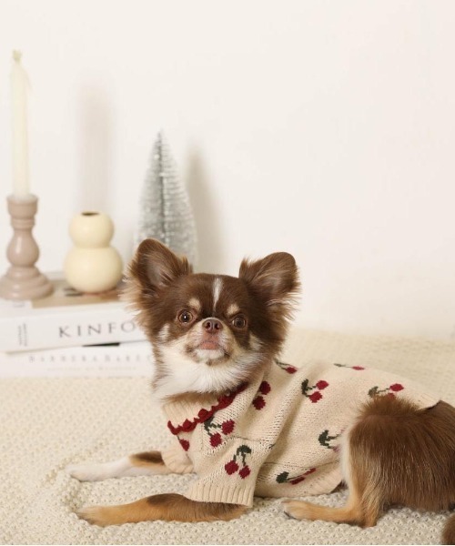 moncheri（モンシェリ）の「フリル襟チェリーニットトップス / 犬服 / ドッグウェア（ペットウェア・レディース・ベージュ/アイボリー・L/M/S/XL/XS/2M）」の20枚目の写真