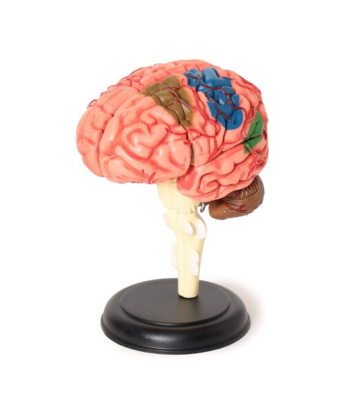 4D MASTER / HUMAN ANATOMY（インテリア雑貨）｜bpr BEAMS（ビー