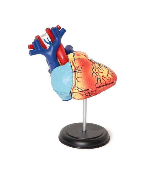 4D MASTER / HUMAN ANATOMY（インテリア雑貨）｜bpr BEAMS（ビーピーアール ビームス ）