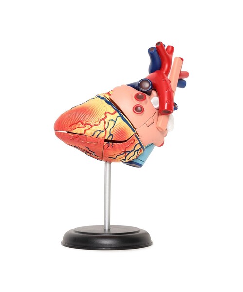 4D MASTER / HUMAN ANATOMY（インテリア雑貨）｜bpr BEAMS（ビー