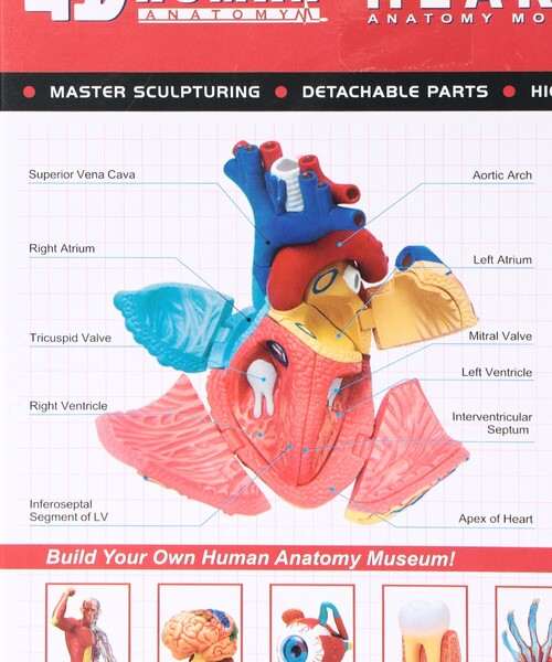 4D MASTER / HUMAN ANATOMY（インテリア雑貨）｜bpr BEAMS（ビー