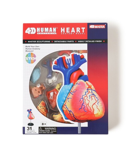 4D MASTER / HUMAN ANATOMY（インテリア雑貨）｜bpr BEAMS（ビー
