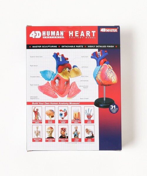 4D MASTER / HUMAN ANATOMY（インテリア雑貨）｜bpr BEAMS（ビー