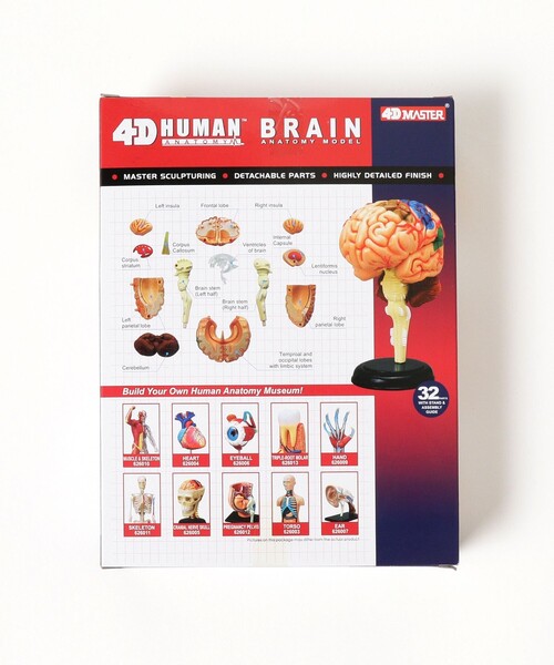 4D MASTER / HUMAN ANATOMY（インテリア雑貨）｜bpr BEAMS（ビー
