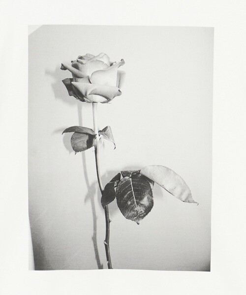 Steven Alan（スティーブンアラン）の「＜LISA KING × Steven Alan＞ARCHIVE TEE/Tシャツ（Tシャツ/カットソー・レディース・その他3/その他4/その他5・S）」の21枚目の写真