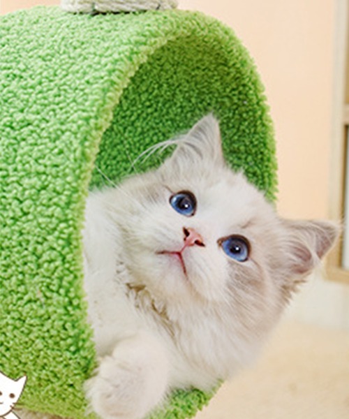 aimoha(アイモハ)の「動物形キャットタワー猫用おもちゃ(ペット用おもちゃ・レディース・オフホワイト/グリーン/ブルー・FREE)」の13枚目の写真