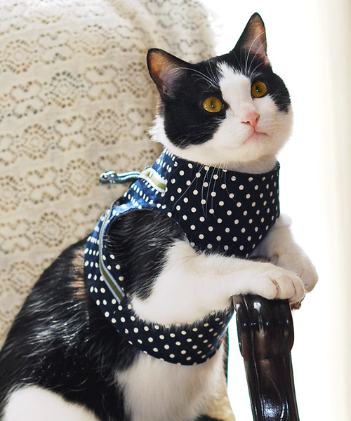 猫の暮らし/ねこのくらし/ハンドルベスト ドット/猫用品（リード/ハーネス/首輪）｜猫の暮らし（ネコノクラシ）